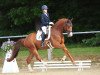 dressage horse Bellucci (Westphalian, 2017, from Callaho's Benicio)