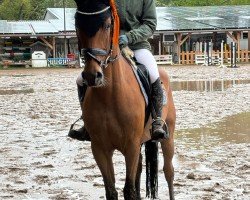 jumper SM Midnight Madness (German Riding Pony, 2020, from Million Reasons)