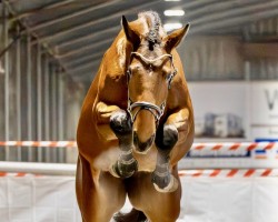 jumper Casira Mia CR (Oldenburg show jumper, 2021, from Cornet de Semilly)