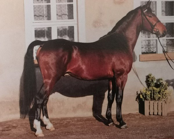 stallion Miller (Heavy Warmblood, 1993, from Milano)