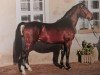 stallion Miller (Heavy Warmblood, 1993, from Milano)