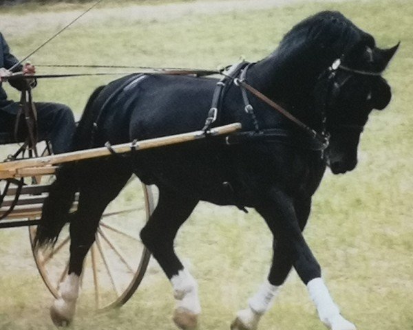 stallion Erlwein (Heavy Warmblood, 1994, from Erbe)