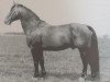 stallion Friedo (Heavy Warmblood, 1963, from Friedolf Mo 1146)