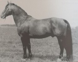 stallion Friedo 1225 (Heavy Warmblood, 1963, from Friedolf Mo 1146)