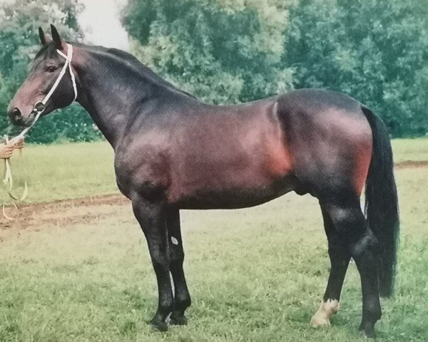 stallion Esprit (Heavy Warmblood, 1990, from Erbe)