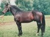 stallion Esprit (Heavy Warmblood, 1990, from Erbe)