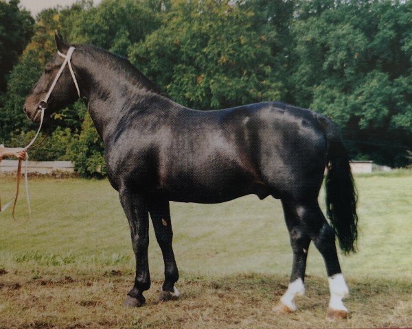stallion Eugen (Heavy Warmblood, 1986, from Eros Mo)