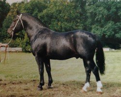 stallion Eugen Mo1477 (Heavy Warmblood, 1986, from Eros Mo 1222)