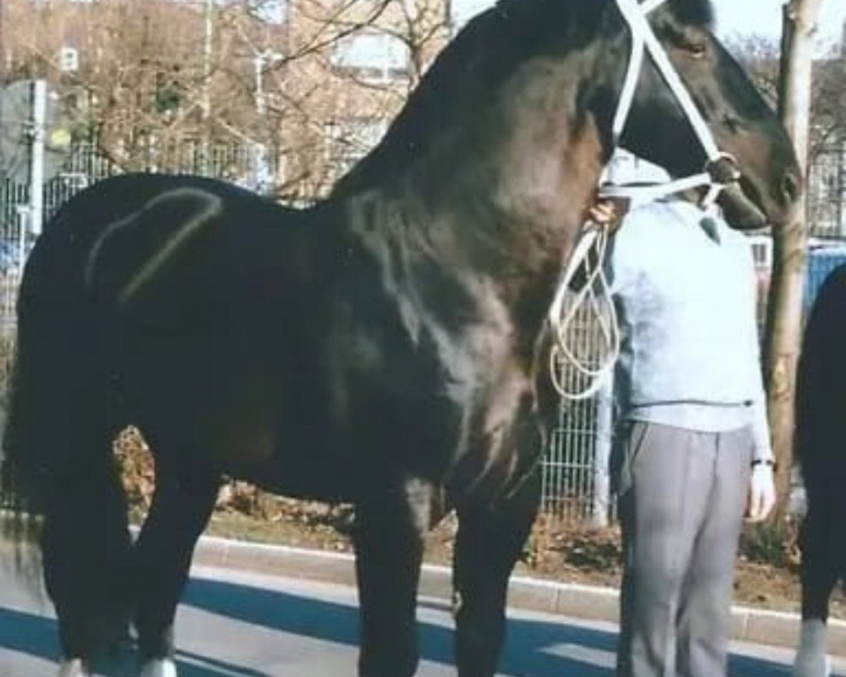 stallion Edino 1410 (Heavy Warmblood, 1980, from Edelfalk Mo 1160)