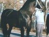 stallion Edino (Heavy Warmblood, 1980, from Edelfalk)
