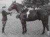 stallion Kantor (Heavy Warmblood, 1952, from Feiner Kerl)