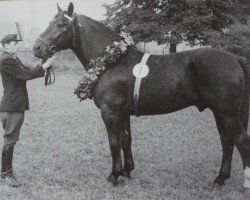 stallion Kantor (Heavy Warmblood, 1952, from Feiner Kerl)