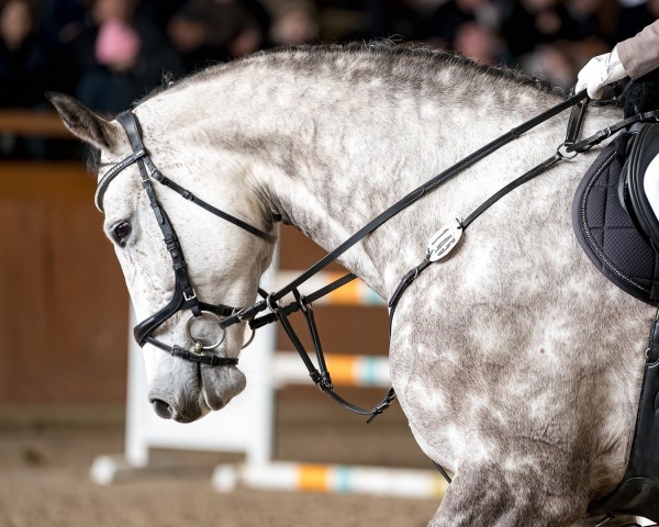 Springpferd Ulyssa 12 (Deutsches Sportpferd, 2017, von Last Man Standing)