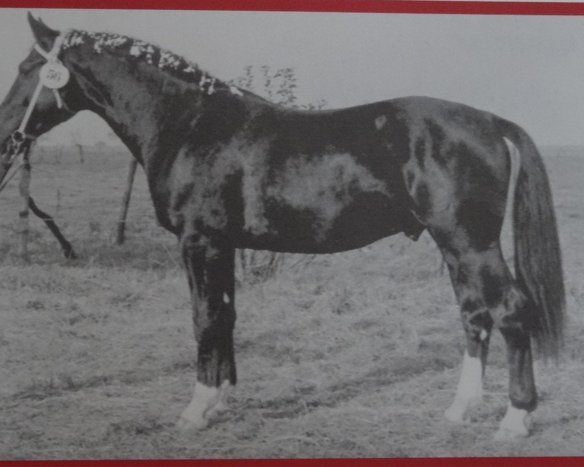 Deckhengst Enrico Mo 1249 (Schweres Warmblut, 1965, von Edelfalk Mo 1160)