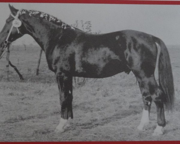 stallion Enrico (Heavy Warmblood, 1965, from Edelfalk)