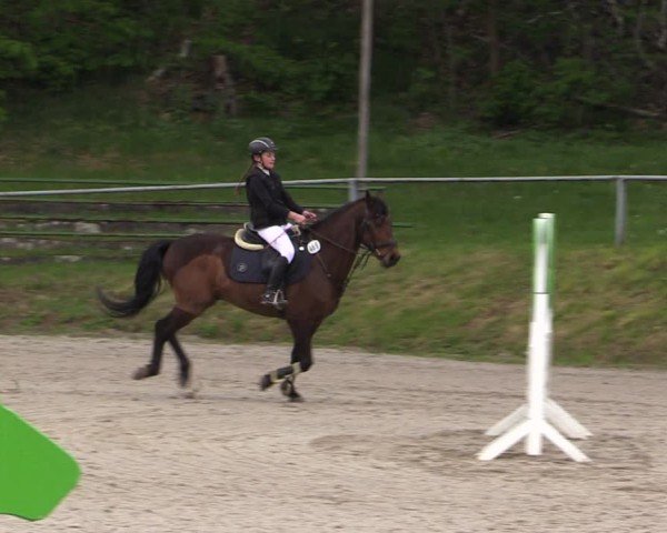 Reitturnier Lgl.-Oberhain, B95 2024