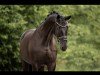 dressage horse Hisambo (Trakehner, 2019, from E.H. Millennium)