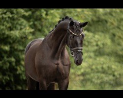 dressage horse Hisambo (Trakehner, 2019, from E.H. Millennium)