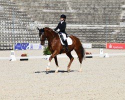 dressage horse Semino 2 (Westphalian, 2006, from Sir Donnerhall I)