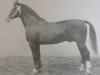 stallion Grenzwart (Heavy Warmblood, 1956, from Gralfsohn 1010)