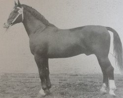 Deckhengst Grenzwart Mo 1127 (Schweres Warmblut, 1956, von Gralfsohn 1010)