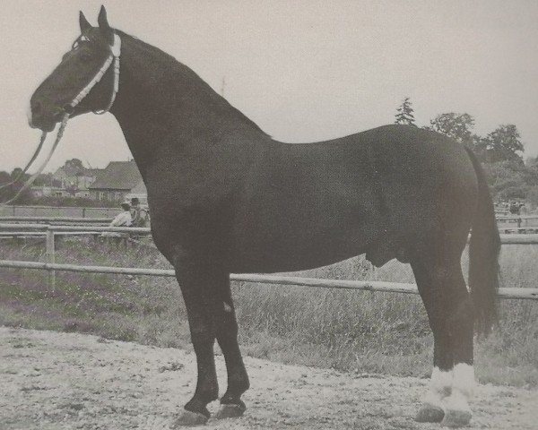 Deckhengst Luzifer Mo 997 (Schweres Warmblut, 1950, von Luxus Mo 273)