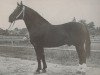 stallion Luzifer Mo 997 (Heavy Warmblood, 1950, from Luxus Mo 273)