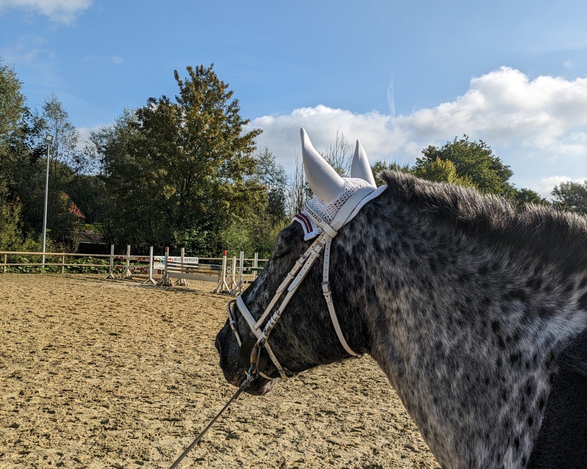 Dressurpferd Painted Polly (Österreichisches Warmblut, 2008)