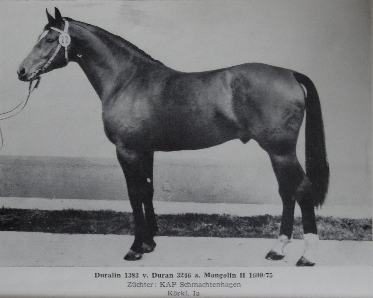 stallion Duralin I (Mecklenburg, 1977, from Duran 3264)