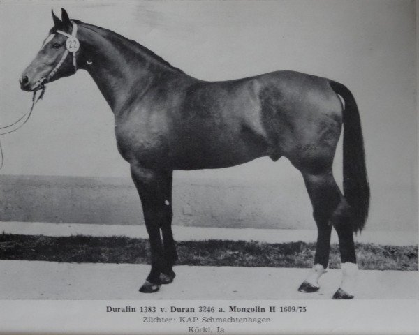 stallion Duralin I (Mecklenburg, 1977, from Duran)