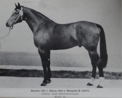 stallion Duralin I (Mecklenburg, 1977, from Duran 3264)