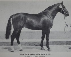 stallion Dürer 1374 (Saxony-Anhaltiner, 1976, from Duktus 2510)