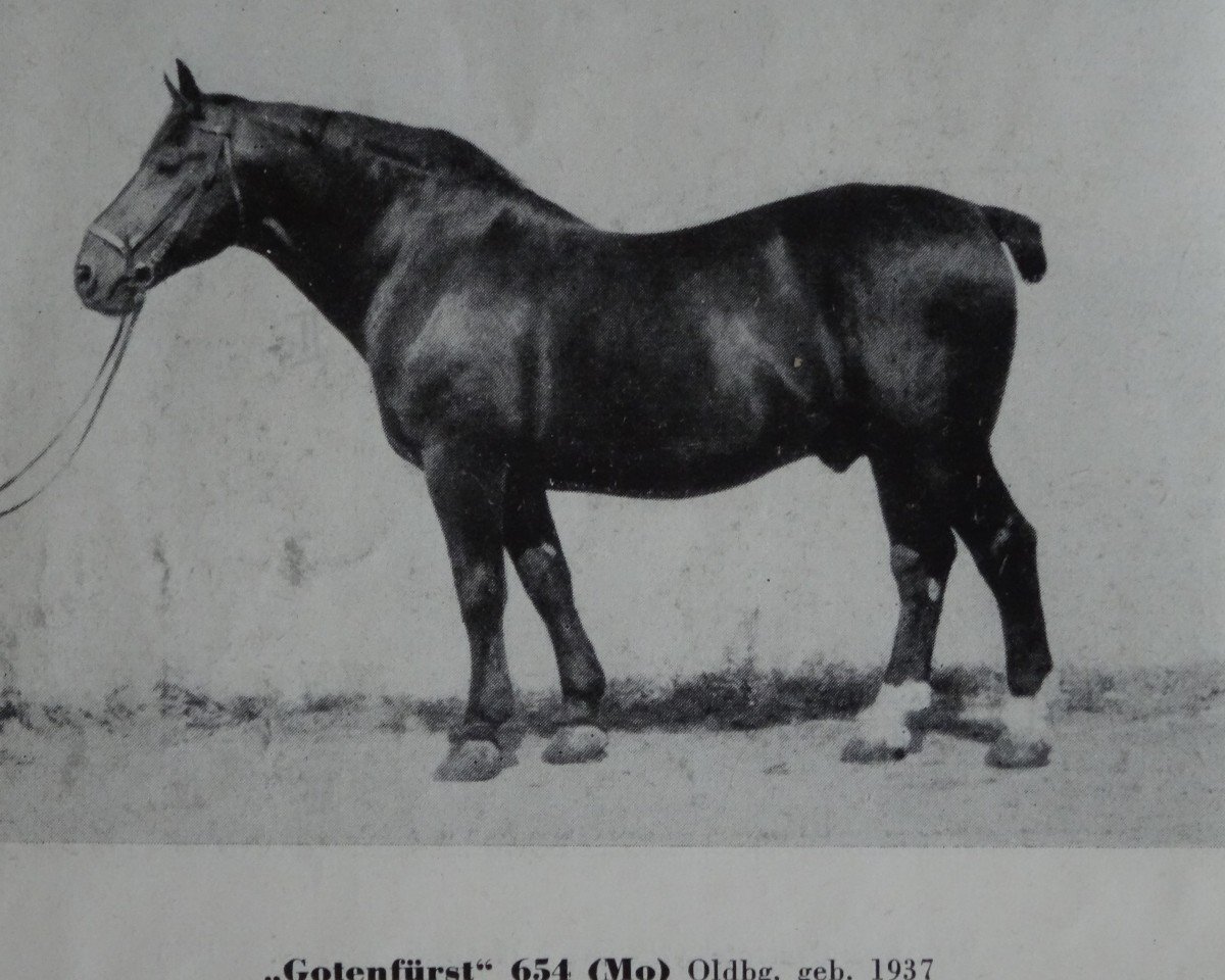 Deckhengst Gotenfuerst Mo 654 (Oldenburger, 1937, von Godin 3555)