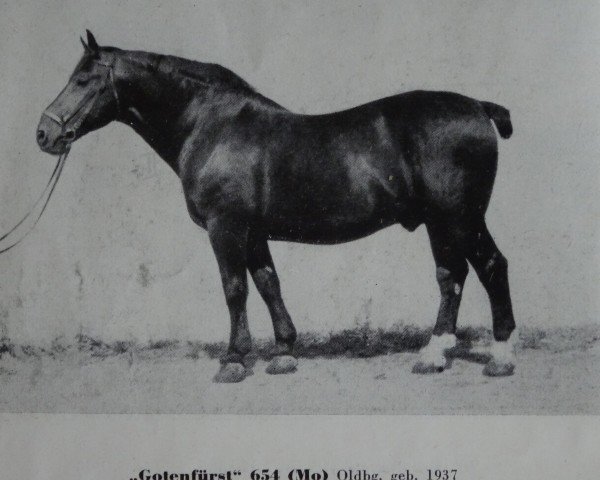 stallion Gotenfuerst (Oldenburg, 1937, from Godin)