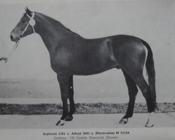 stallion Aspirant (Brandenburg, 1977, from Adept)