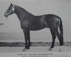 stallion Aspirant (Brandenburg, 1977, from Adept 2602)