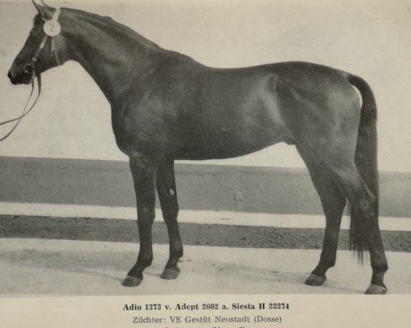 stallion Adio (Brandenburg, 1976, from Adept)