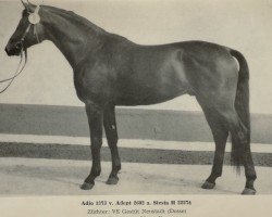 stallion Adio 1373 (Brandenburg, 1976, from Adept 2602)