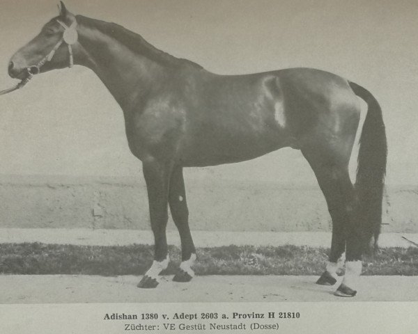 stallion Adishan 1380 Mo. (Noble Warmblood, 1977, from Adept)