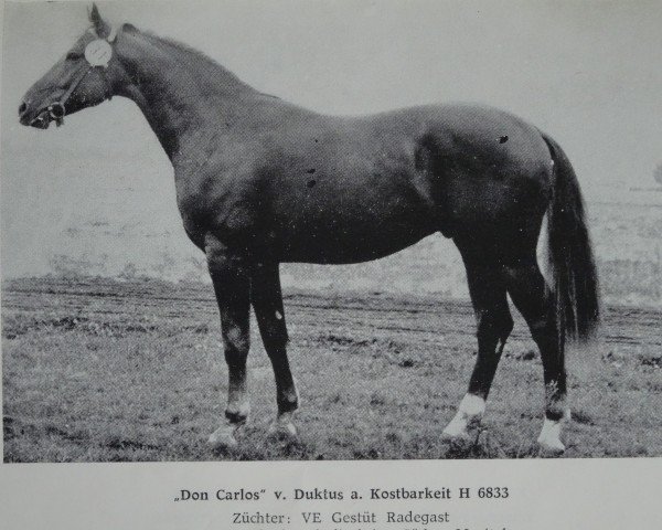stallion Dom 1391 (Noble Warmblood, 1978, from Disponent)