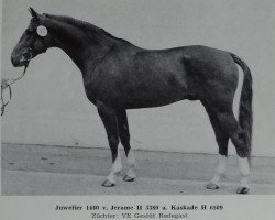 stallion Juwelier (Noble Warmblood, 1982, from Jerome II 3389)