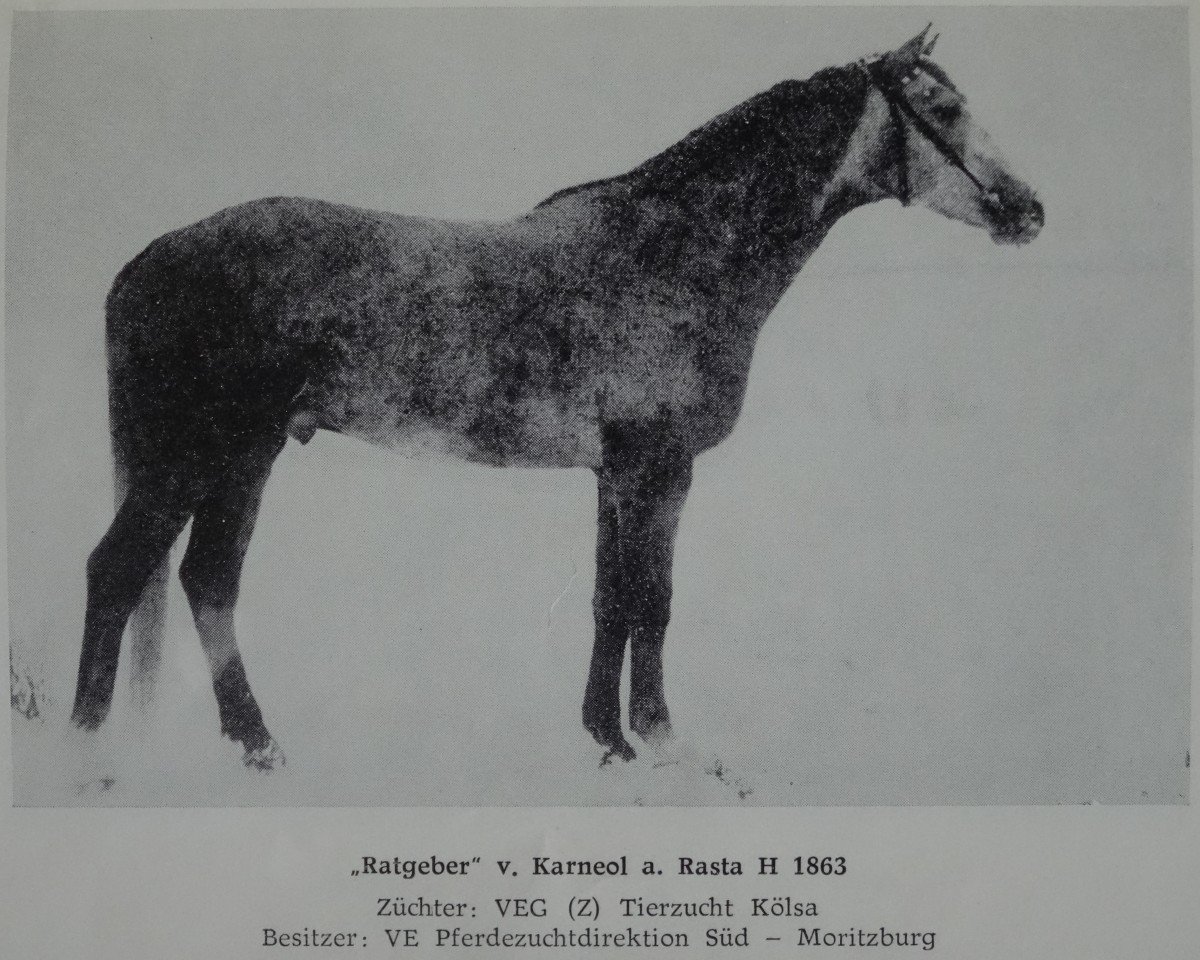 stallion Ratgeber Mo 1354 (Trakehner, 1973, from Karneol)