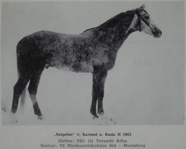 stallion Ratgeber (Trakehner, 1973, from Karneol)