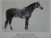 stallion Ratgeber (Trakehner, 1973, from Karneol)
