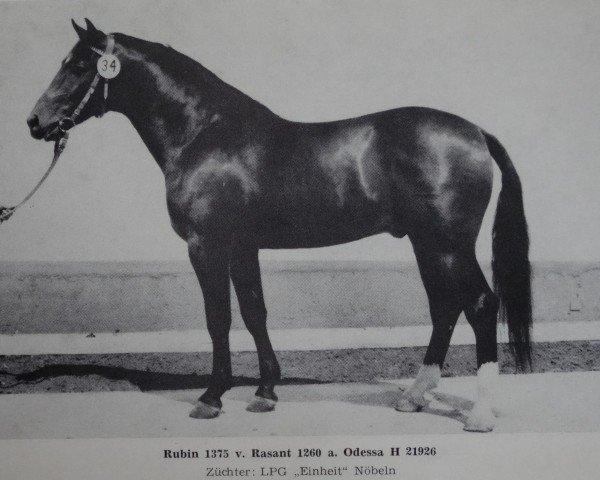 stallion Rubin (German Warmblood, 1976, from Rasant)