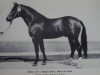 stallion Rubin 1375 (German Warmblood, 1976, from Rasant Mo 1260)