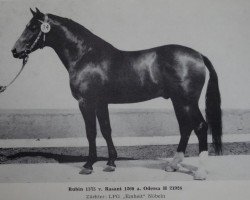 Deckhengst Rubin 1375 (Deutsches Reitpferd, 1976, von Rasant Mo 1260)