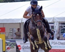 jumper Cordula Grün 2 (Oldenburg show jumper, 2015, from Christian 25)