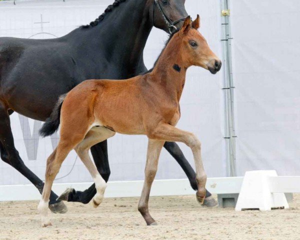 dressage horse Fürst Andy (Westphalian, 2023, from Fürst Wilhelm)