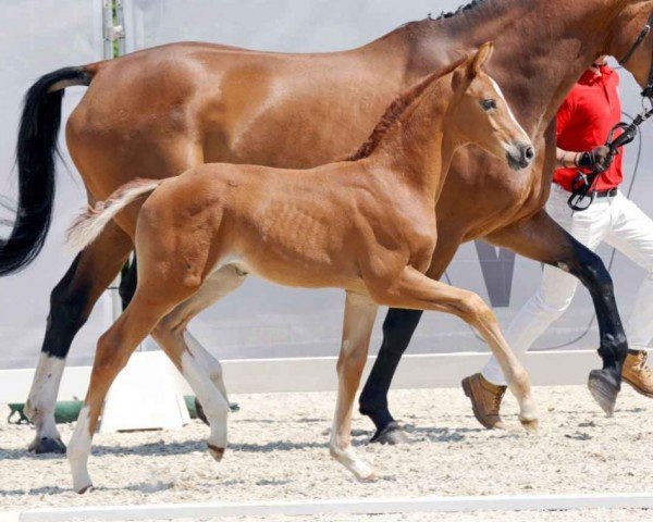 dressage horse Kescada (Westphalian, 2023, from Kjento)